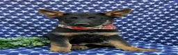 German Shepherd dogs for sale: Powell - Ad 5
