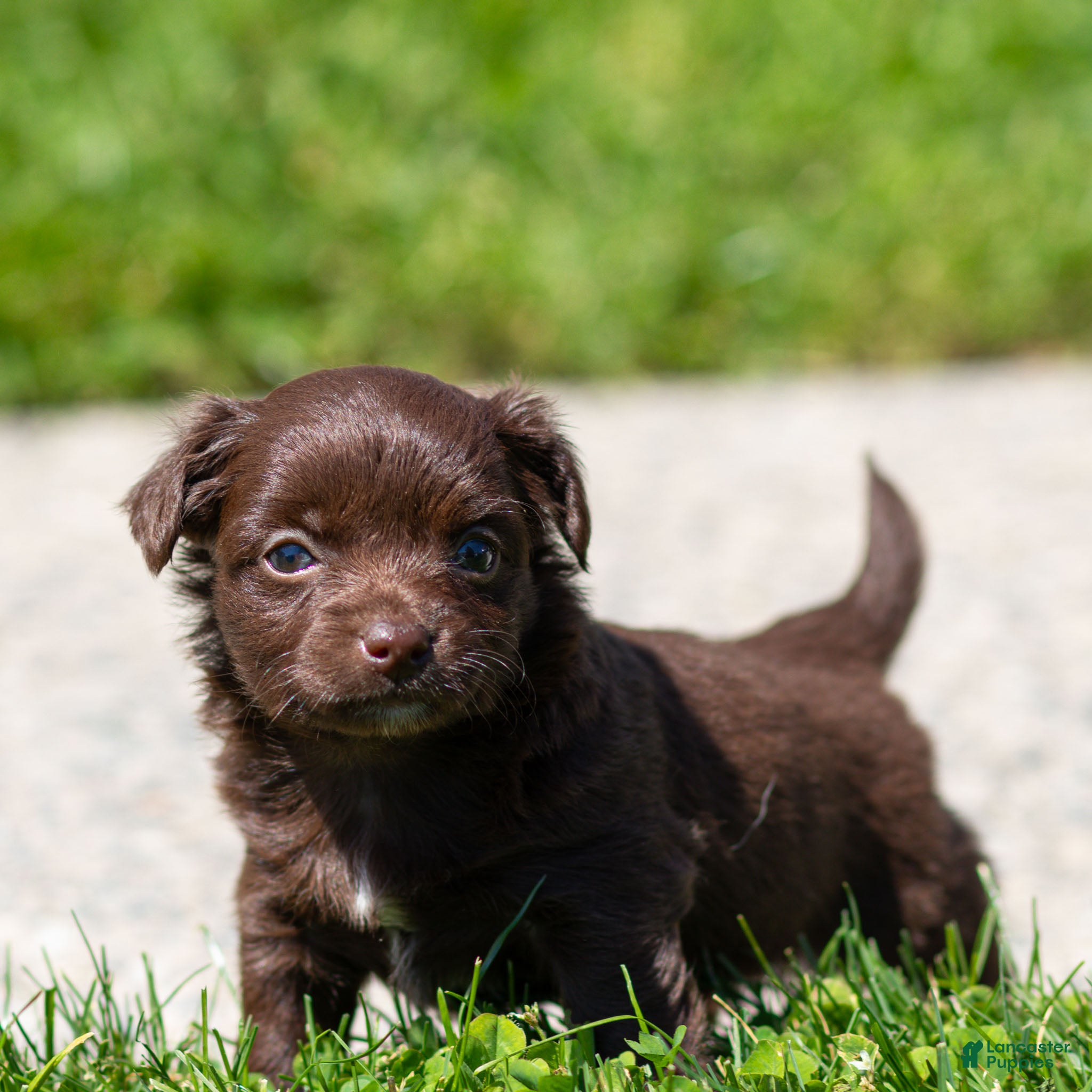 Chihuahua dogs Jolene Chihuahua Puppy  - Ad 2