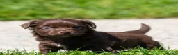 Chihuahua dogs for sale: Jolene Chihuahua Puppy  - Ad 9