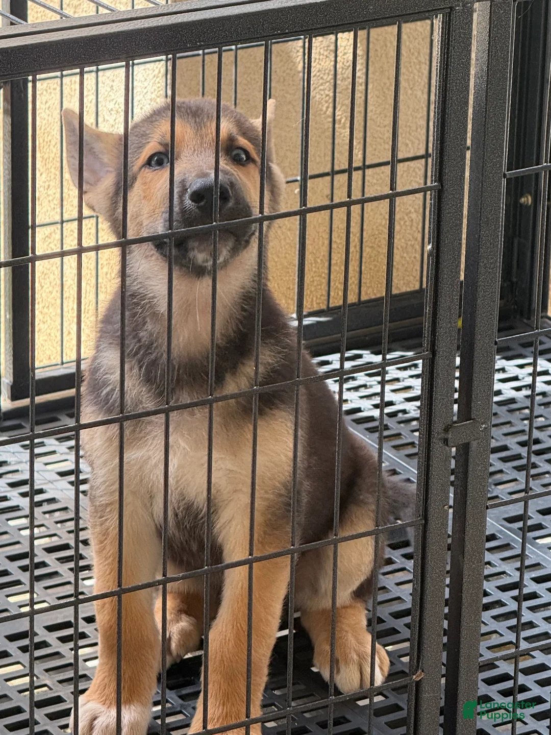 Gerberian Shepsky dogs for sale: Spike  - Ad 2