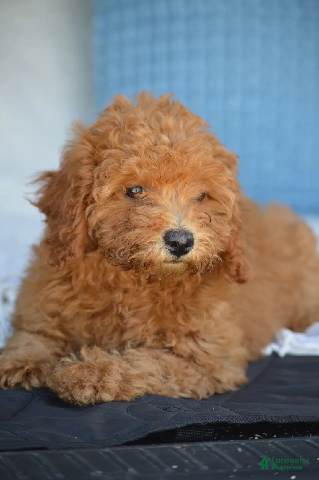 Mixed Breed dogs for sale: Samantha - Ad 1