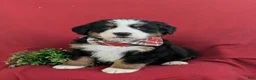 Bernese Mountain Dog dogs for sale: Dominic - Ad 4