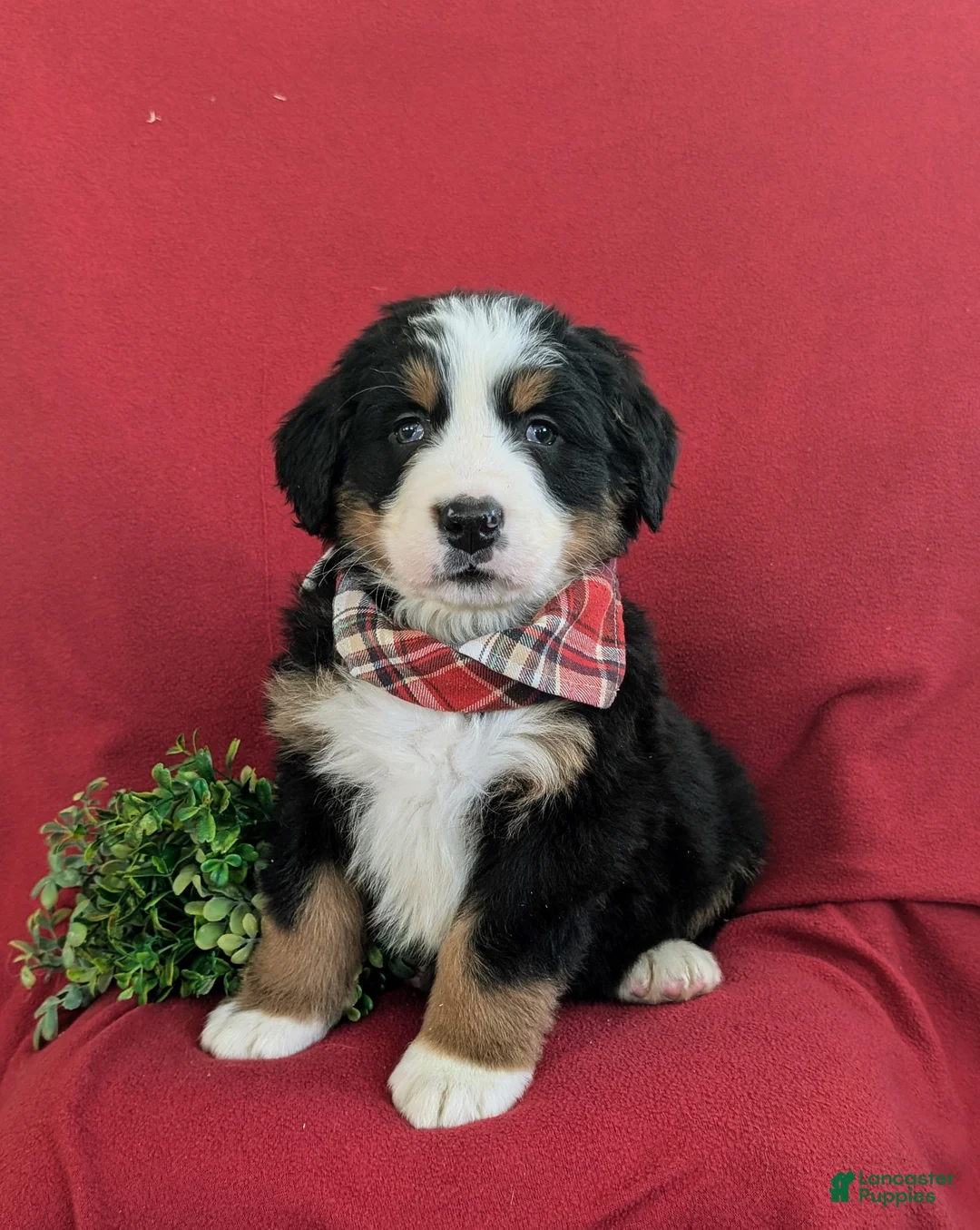 Bernese Mountain Dog dogs for sale: Dominic - Ad 4