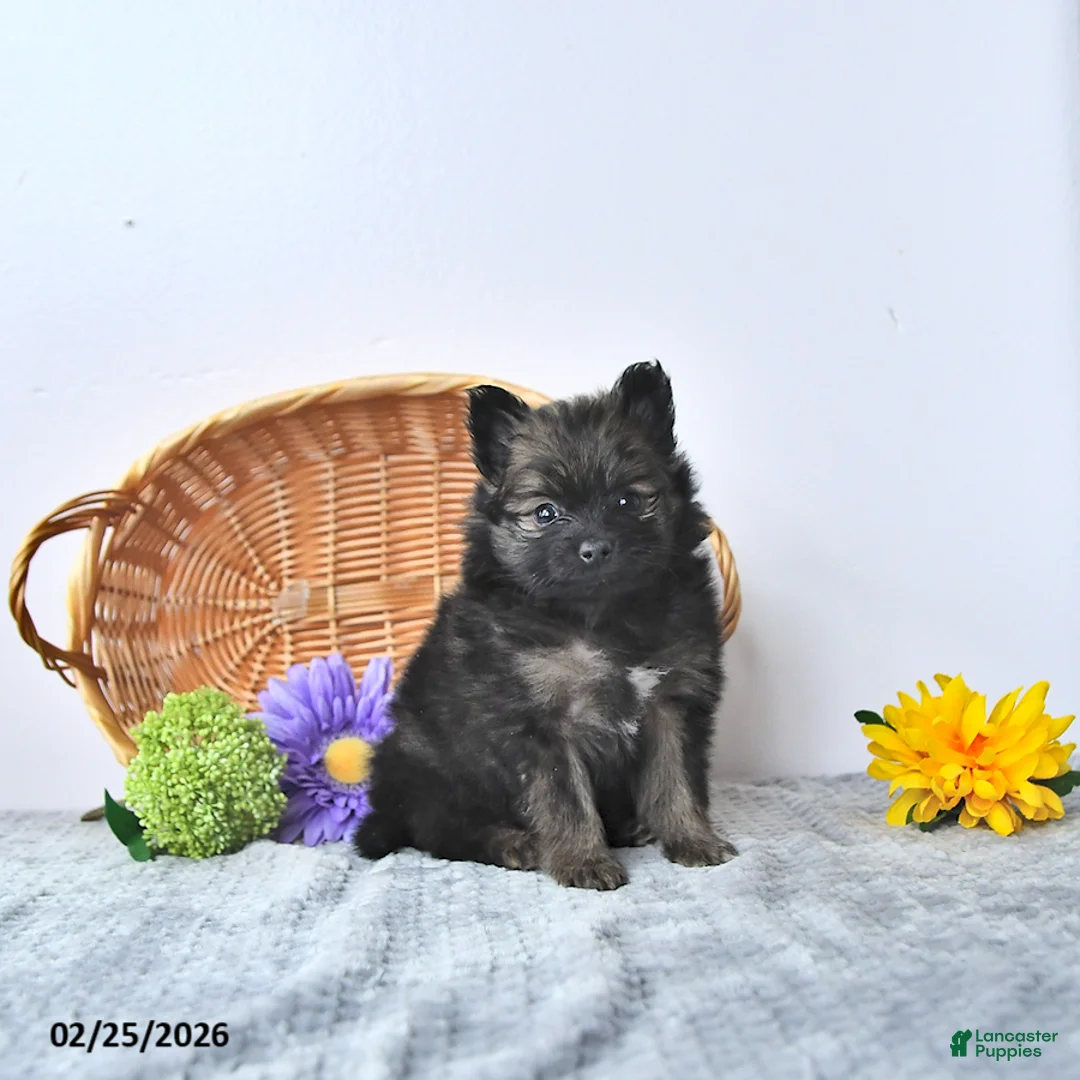 Pomeranian dogs for sale: Blacky - Ad 4