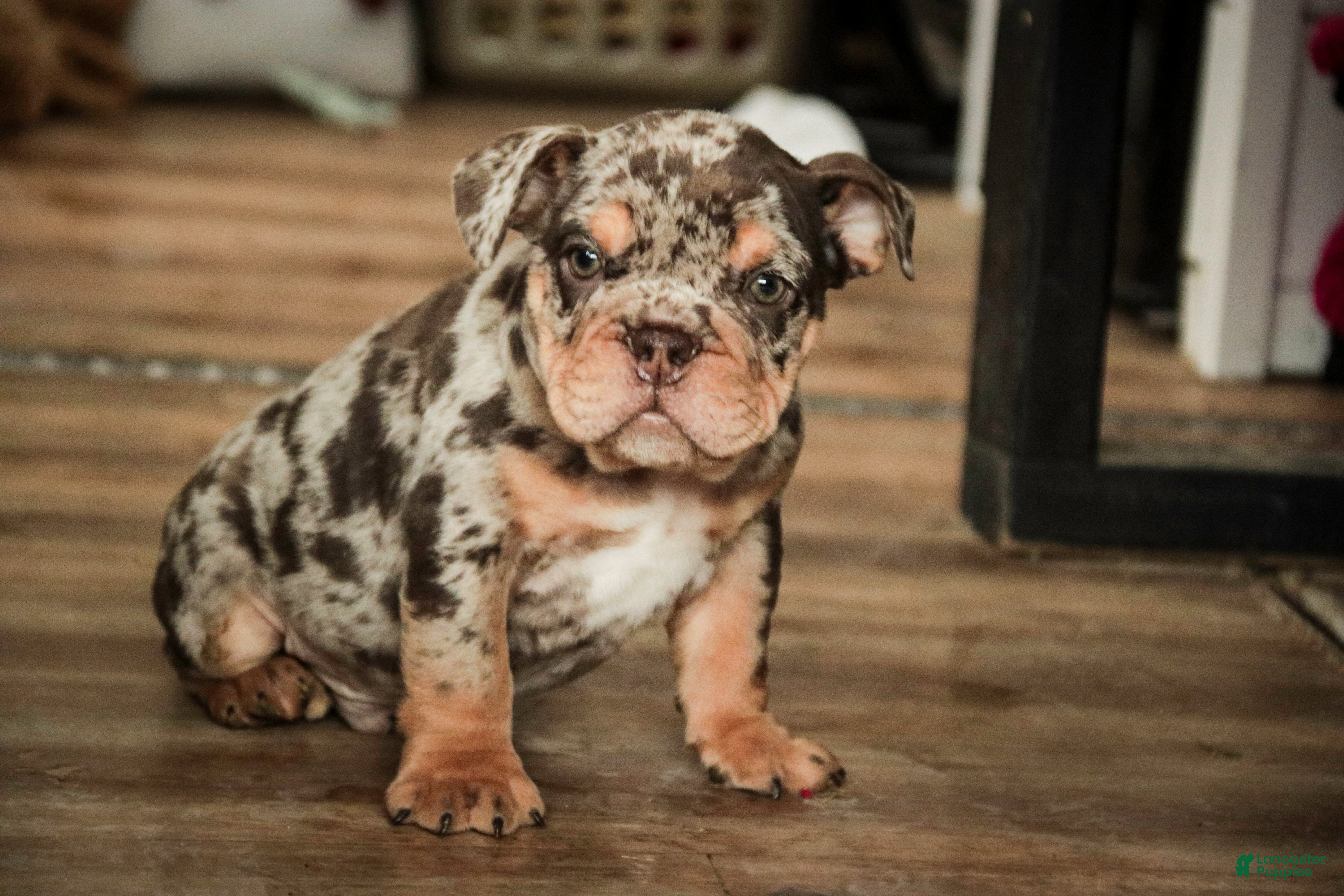 English Bulldog dogs Gaston - Ad 9