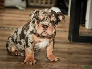 English Bulldog dogs Gaston - Ad 9