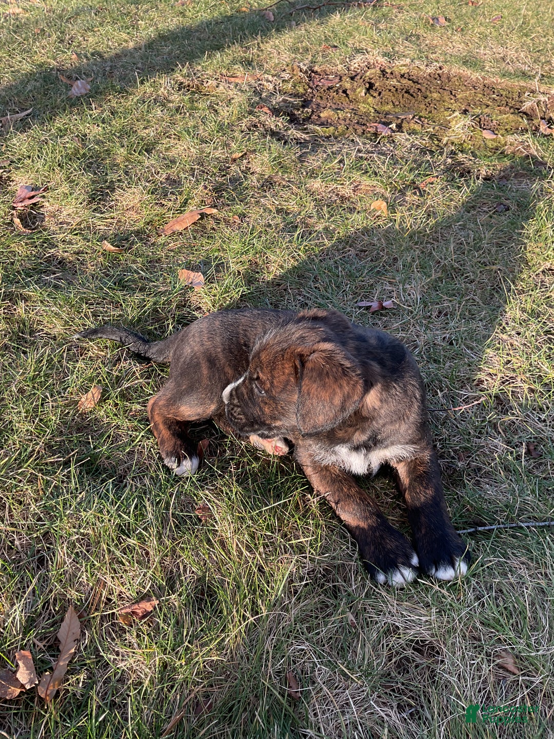 Mixed Breed dogs for sale: Bober - Ad 6