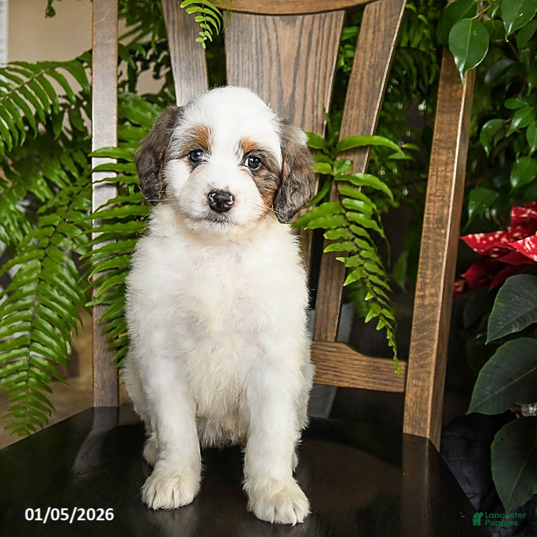 Mini Bernedoodle dogs for sale: Tango - Ad 2