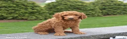 Goldendoodle dogs for sale: Scout - Ad 4