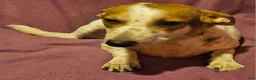 Chihuahua dogs for sale: Princess "T-Cup" - Ad 4