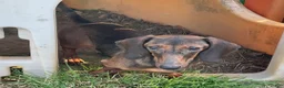 Dachshund dogs for sale: Heidi - Ad 1