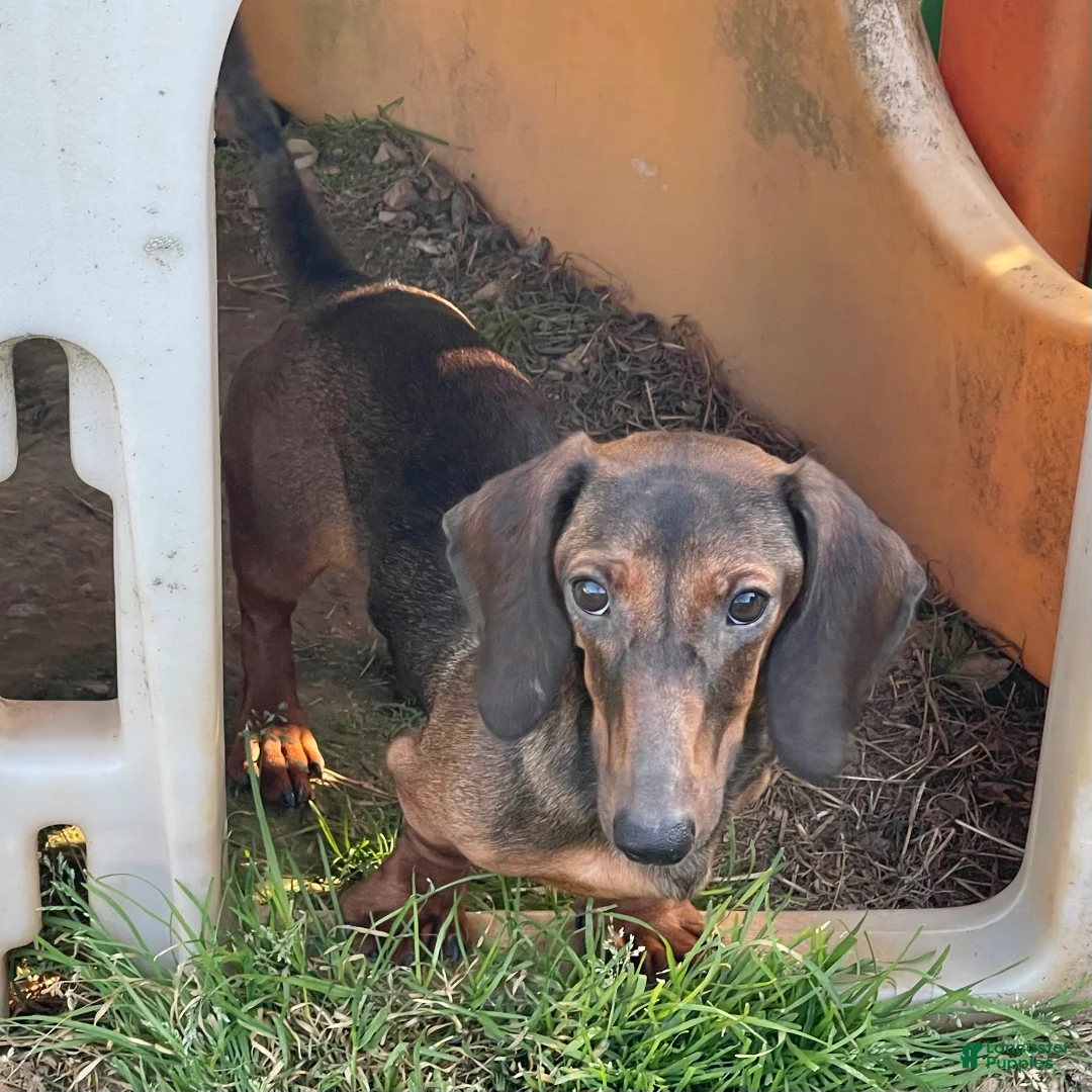 Dachshund dogs for sale: Heidi - Ad 1