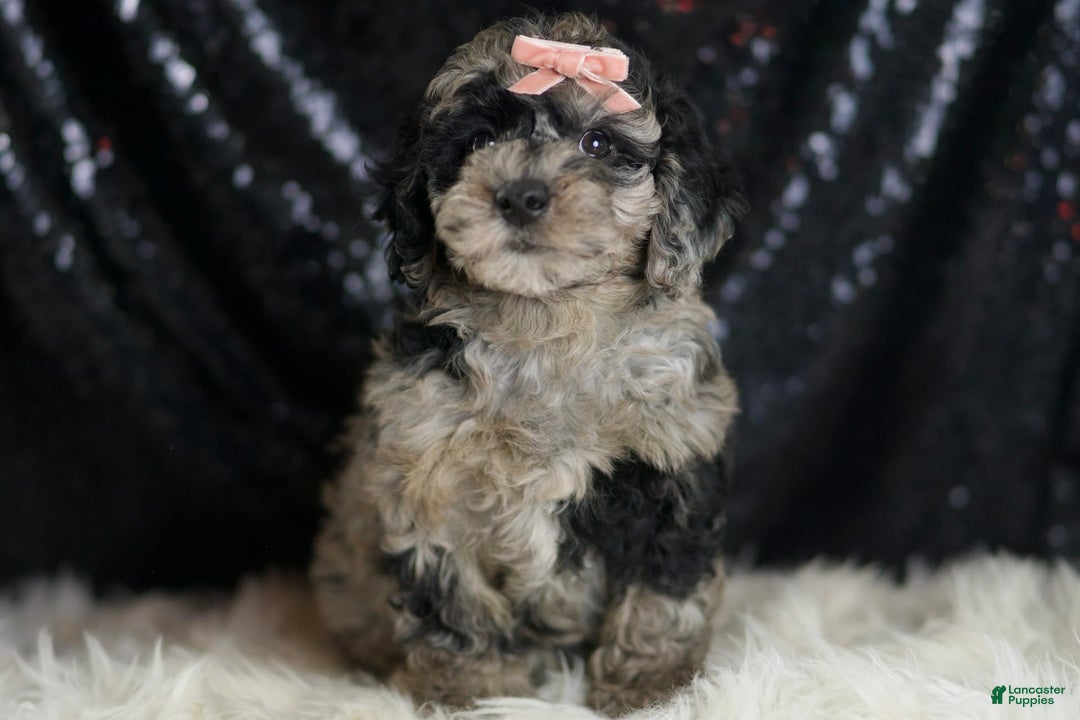 Mini Goldendoodle dogs for sale: Star - Ad 2