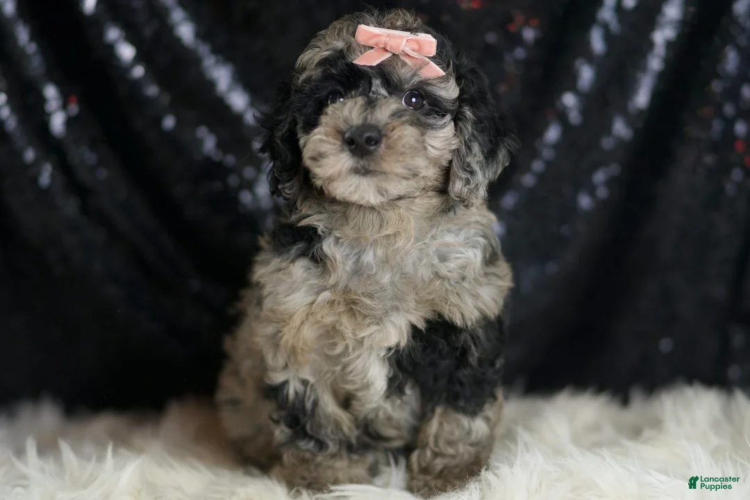 Mini Goldendoodle dogs for sale: Star - Ad 2