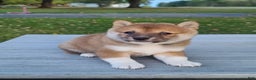 Shiba Inu dogs for sale: Reva  - Ad 2
