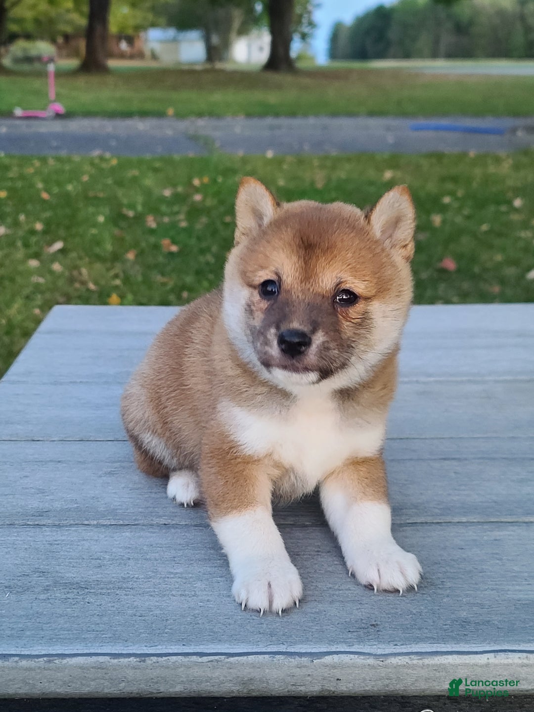Shiba Inu dogs for sale: Reva  - Ad 2