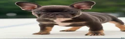 French Bulldog dogs for sale: Nuget - Ad 6