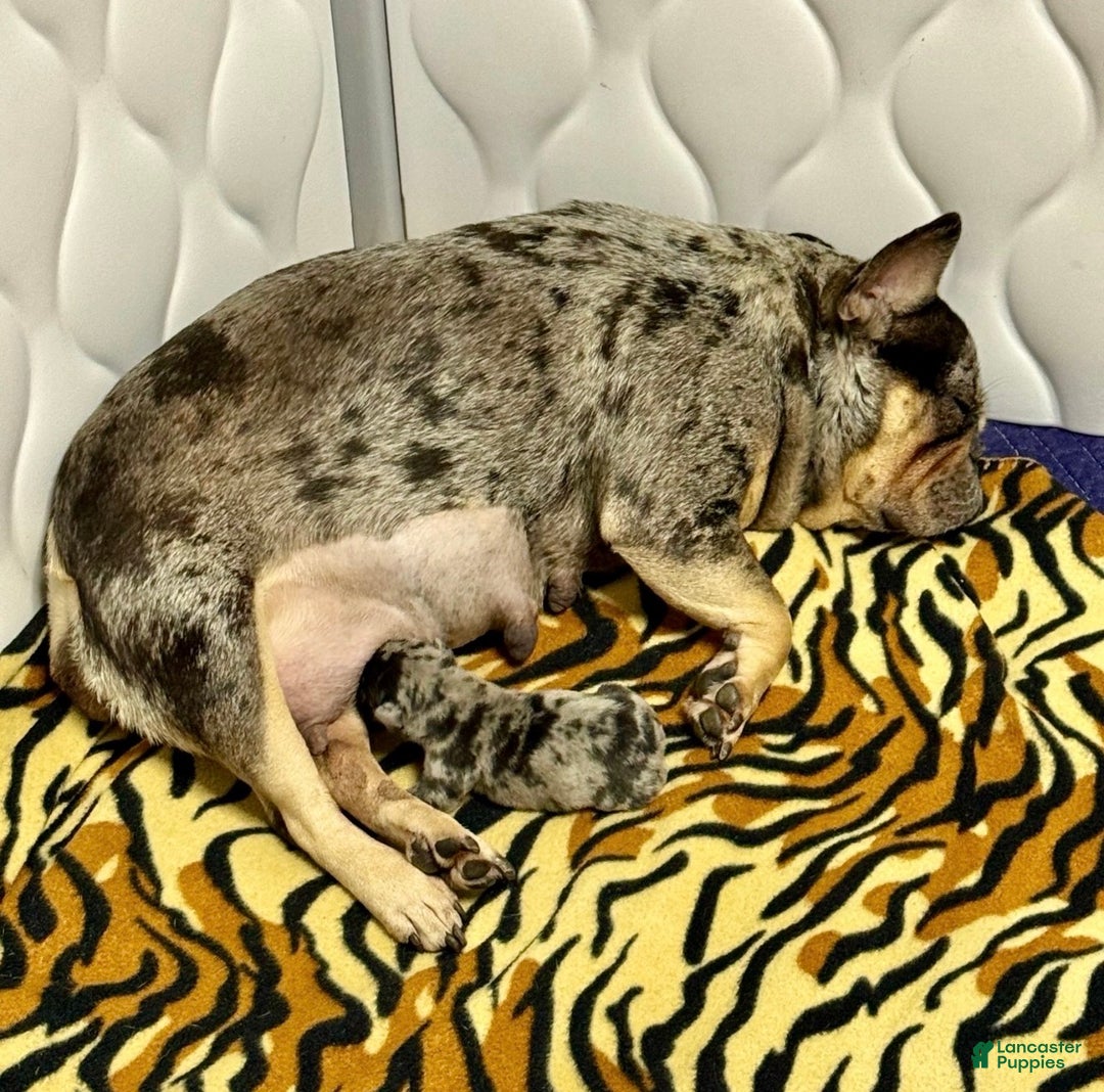 French Bulldog dogs for sale: Petey - Ad 13