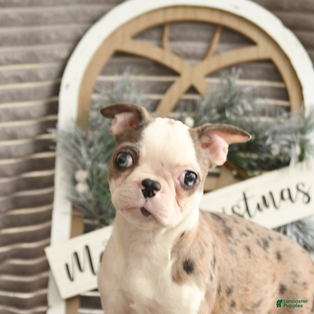 Boston Terrier dogs for sale: Kenzie - Ad 5