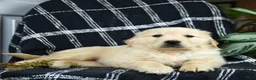 Golden Retriever dogs for sale: Puddles - Ad 2