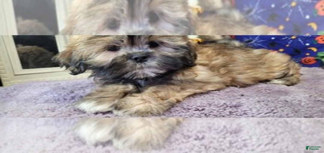 Gallery Image {{count}}