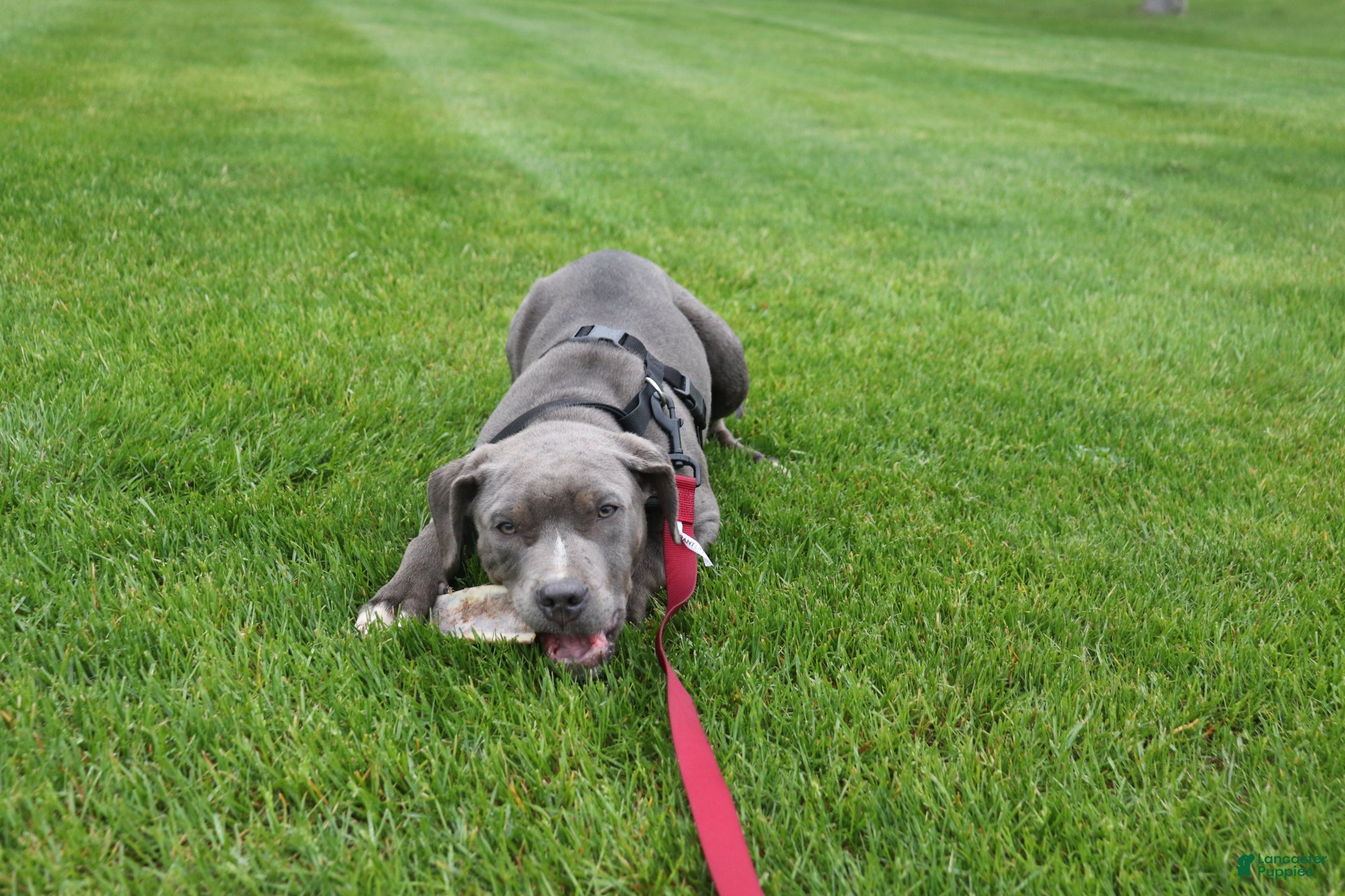 American Bully dogs Johnathan - Ad 1