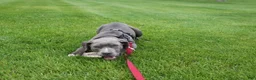 American Bully dogs for sale: Johnathan - Ad 1