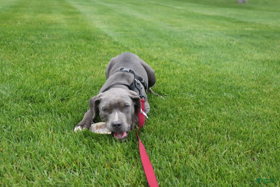 American Bully dogs for sale: Johnathan - Ad 1