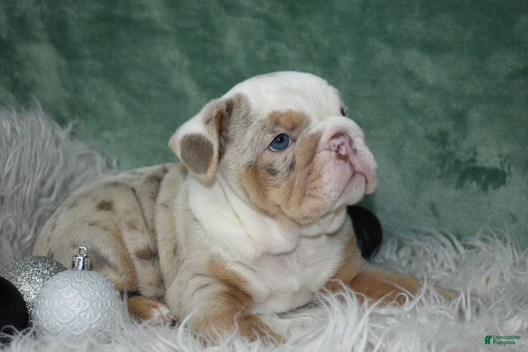 English Bulldog dogs for sale: Crystal  - Ad 1