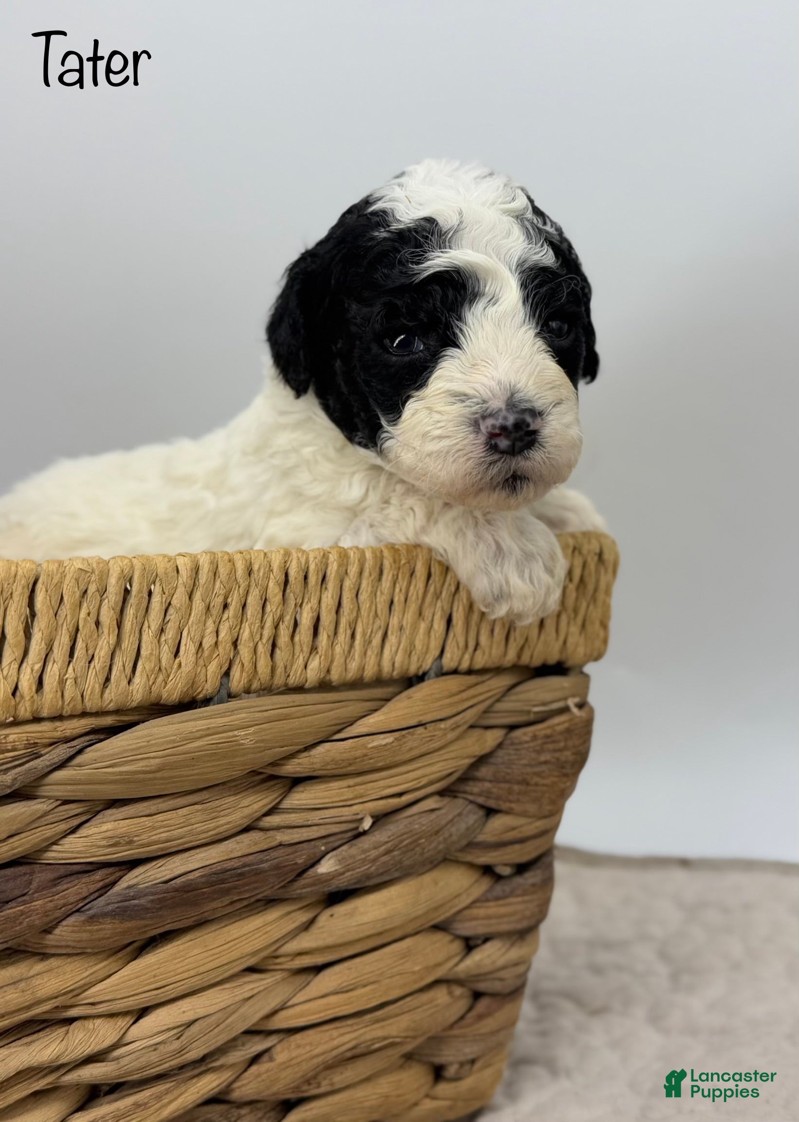 Miniature Poodle dogs Tater - Ad 20