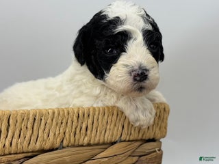 Miniature Poodle dogs Tater - Ad 11
