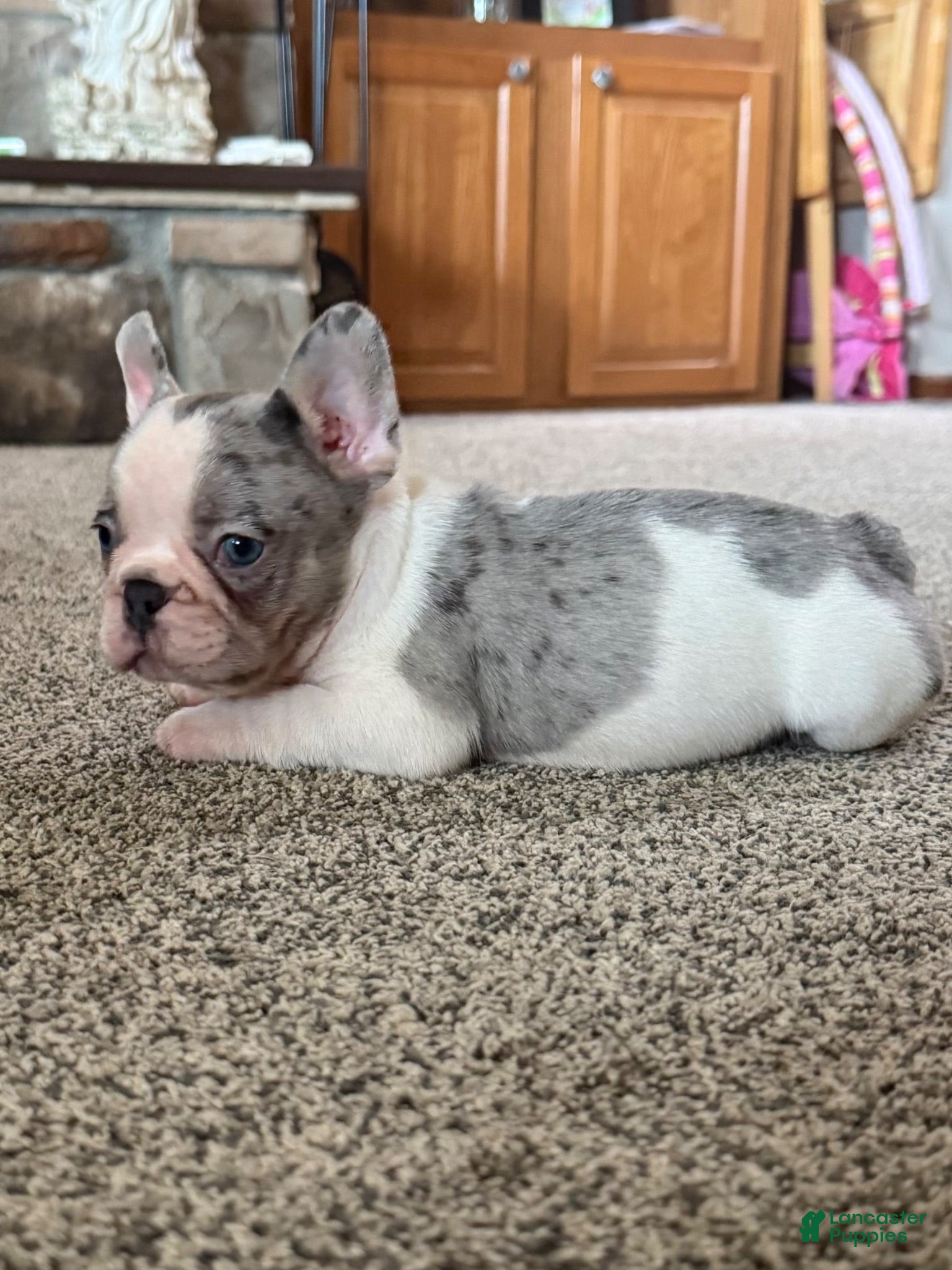 French Bulldog dogs French Bulldog 2 Lucy - Ad 2