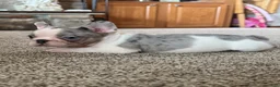 French Bulldog dogs for sale: French Bulldog 2 Lucy - Ad 2