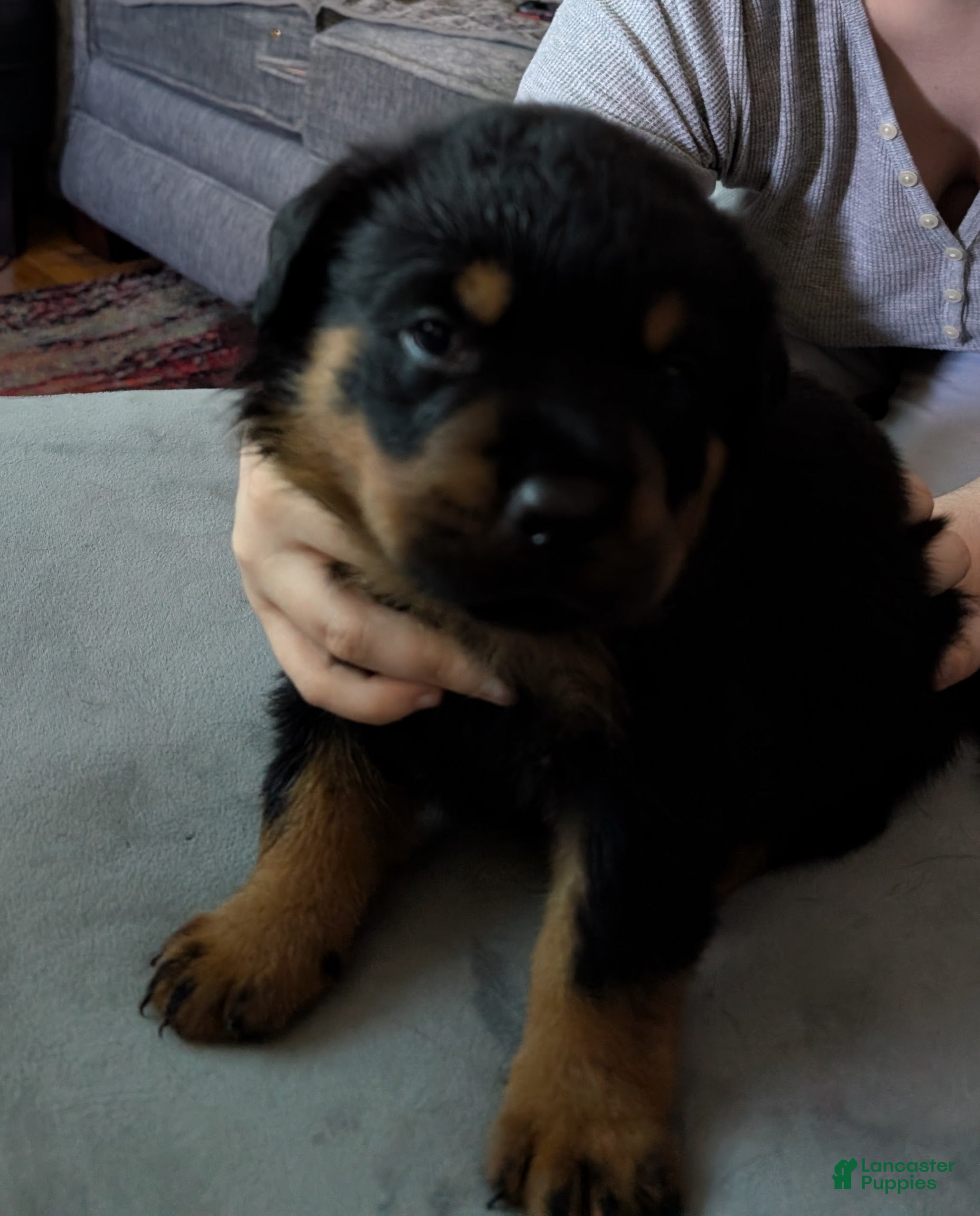 Rottweiler dogs Orange - Ad 1