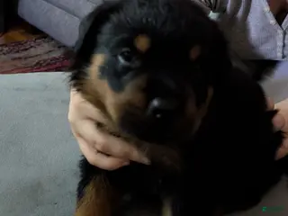 Rottweiler dogs Orange - Ad 1
