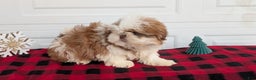 Shih Tzu dogs for sale: Mac - Ad 8