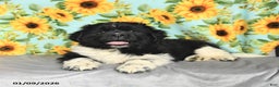 Newfoundland dogs for sale: Peppermint - Ad 3