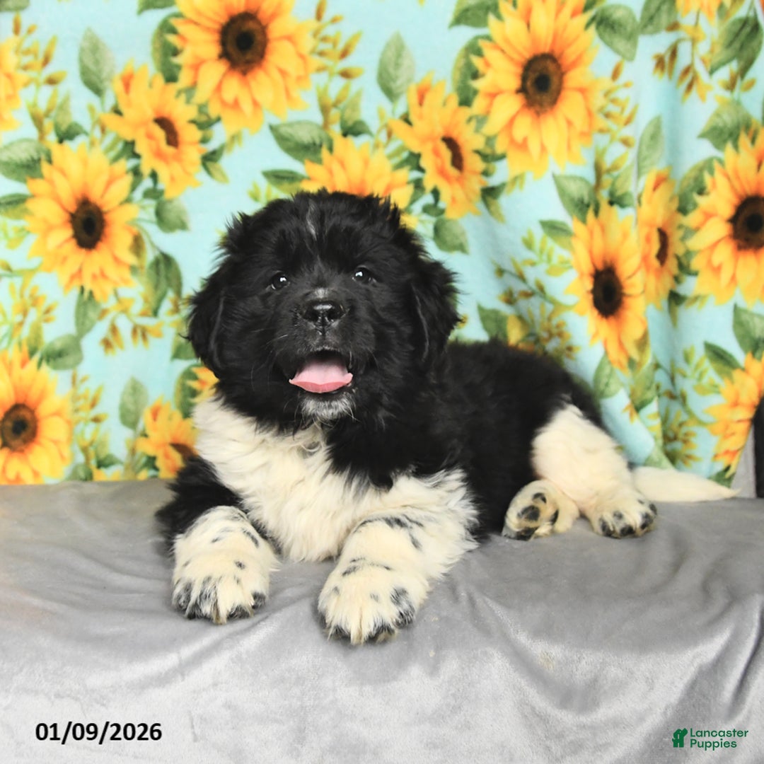 Newfoundland dogs for sale: Peppermint - Ad 3