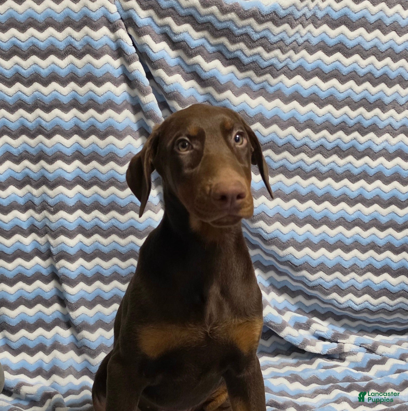 Doberman Pinscher dogs Ferrari - Ad 1