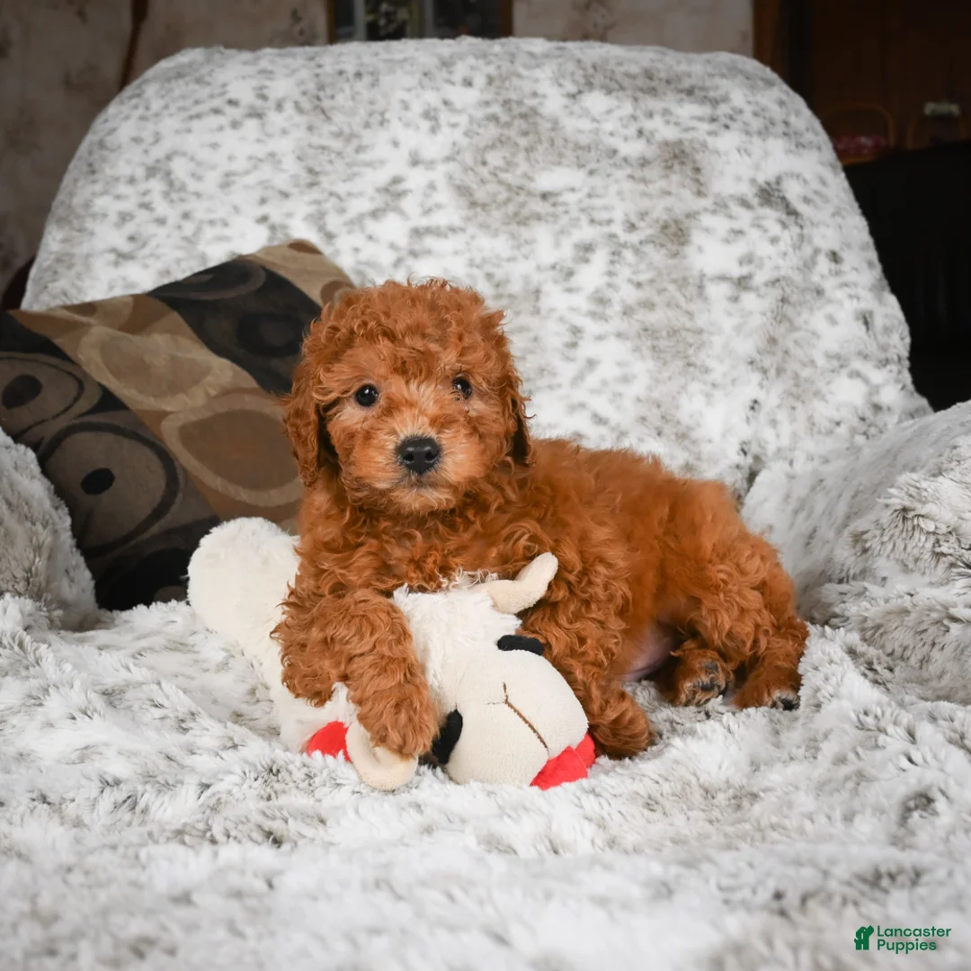 Cavapoo dogs for sale: Carl - Ad 4