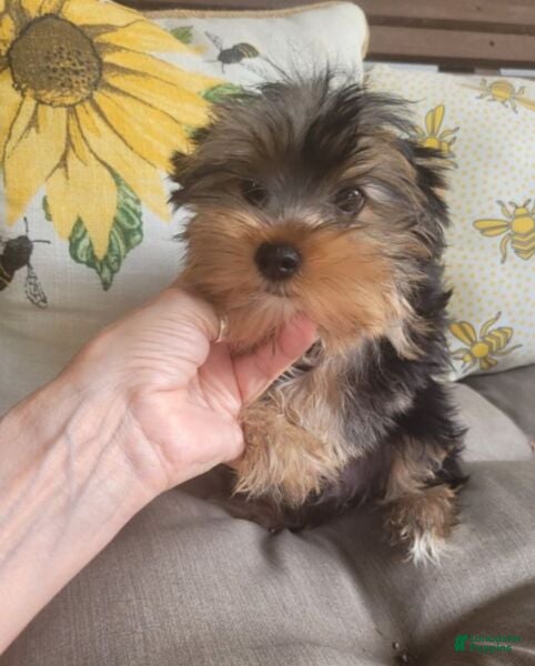Andy (Yorkshire Terrier, Male) in Brighton, MO