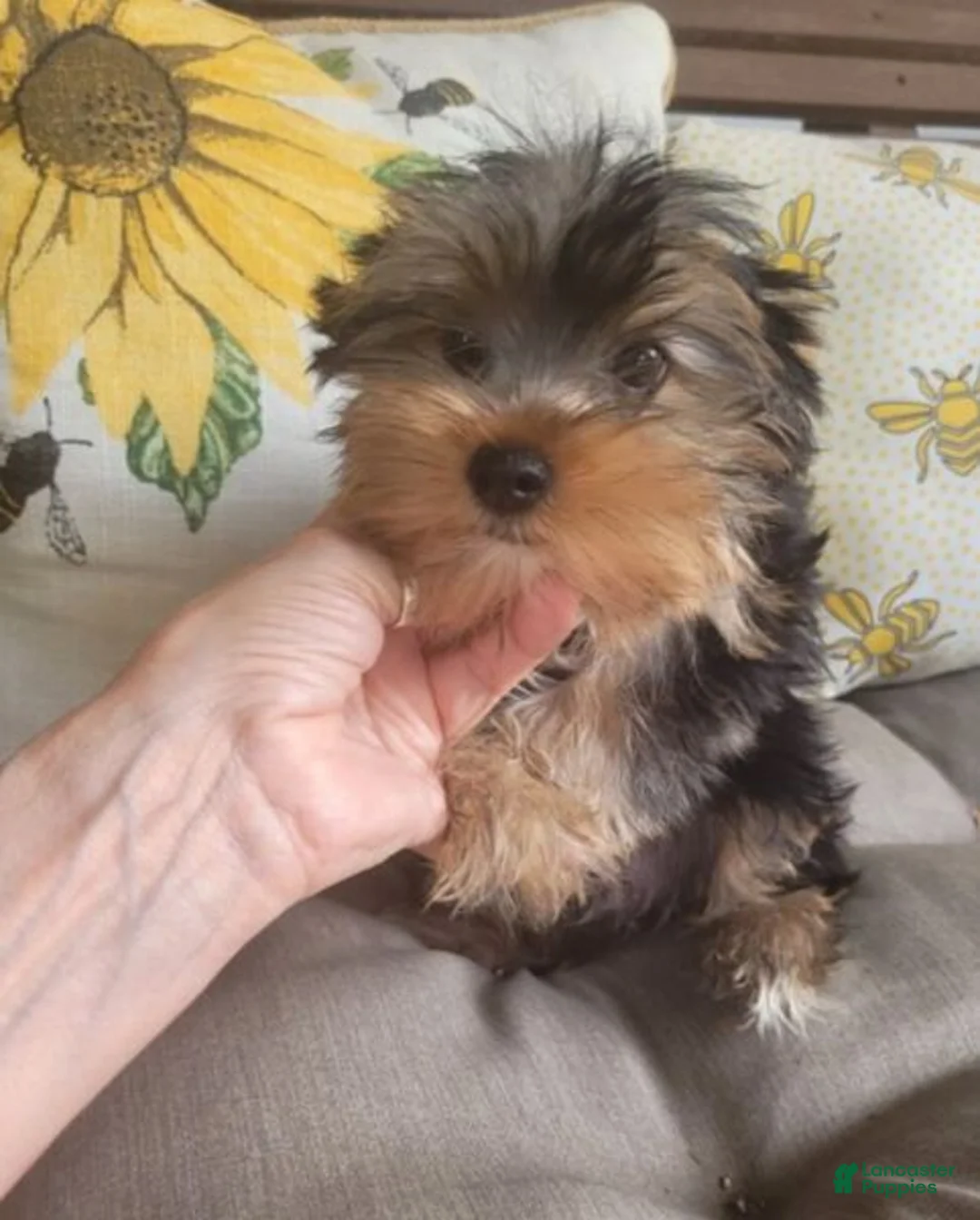 Yorkshire Terrier dogs for sale: Andy - Ad 1