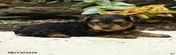 Yorkshire Terrier dogs for sale: Corry - Ad 3