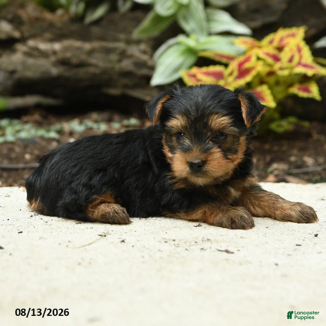 Yorkshire Terrier dogs for sale: Corry - Ad 3