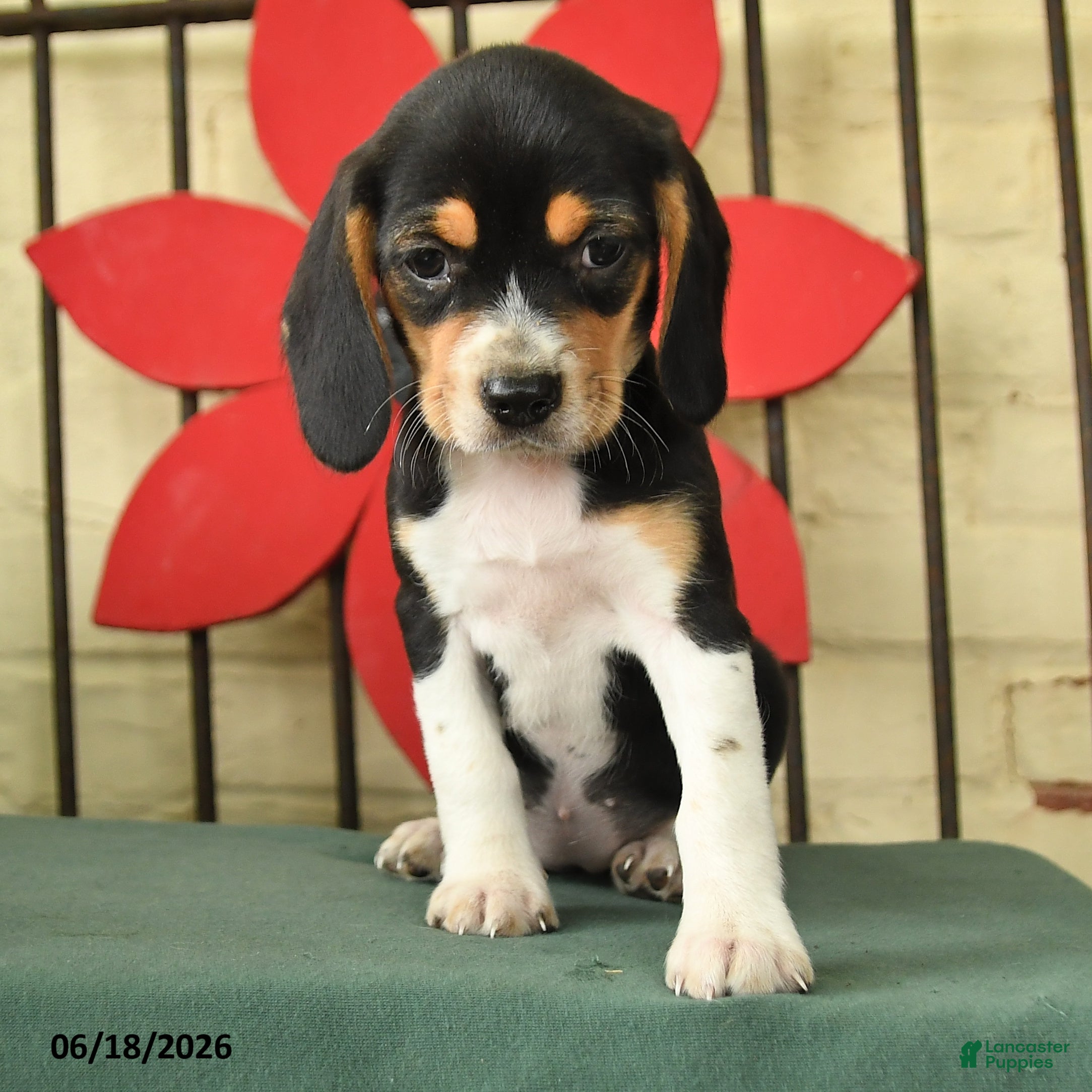 Beagle dogs Sparky - Ad 2