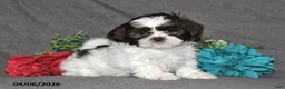Shih Tzu dogs for sale: Josephine - Ad 5