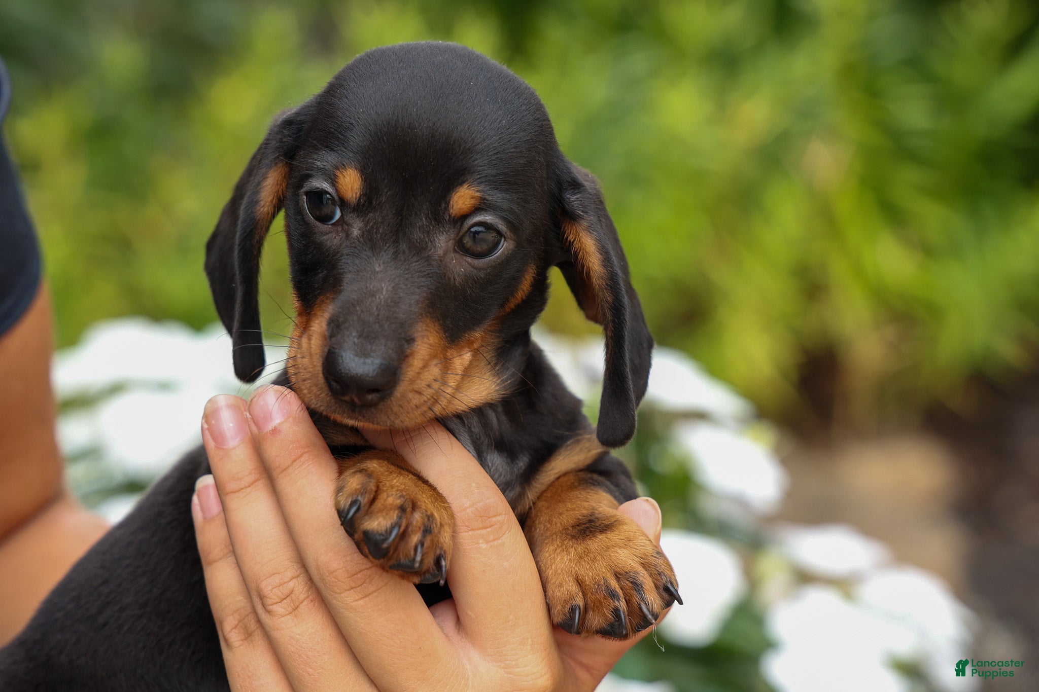 Miniature Dachshund dogs Houston🐾 - Ad 2