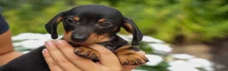 Miniature Dachshund dogs for sale: Houston🐾 - Ad 19