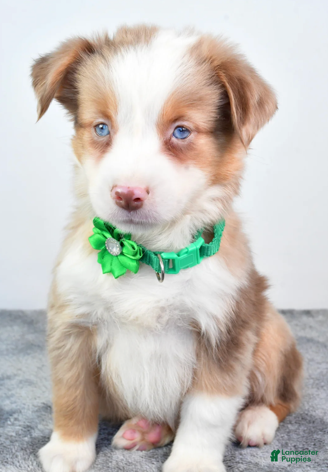 Miniature Australian Shepherd dogs for sale: Ava - Ad 5