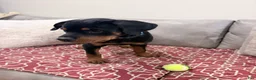 Rottweiler dogs for sale: Blue collar, girl - Ad 9